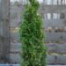 2230_6615_Thuja_occidentalis_Degroots_Spire_.JPG