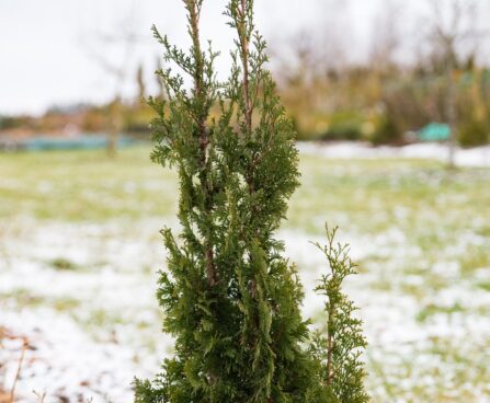 2230_7013_Thuja_occidentalis_Degroots_Spire__2.JPG