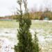 2230_7013_Thuja_occidentalis_Degroots_Spire__2.JPG