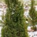 2230_7014_Thuja_occidentalis_Degroots_Spire_.JPG