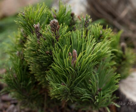 2238_6471_Pinus_mugo_Picobello__2.JPG
