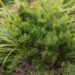 2238_6472_Pinus_mugo_Picobello__3.JPG