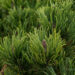 2238_6473_Pinus_mugo_Picobello_.JPG
