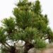 2238_6917_Pinus_mugo_Picobello__2.JPG