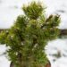 2238_6919_Pinus_mugo_Picobello_.JPG