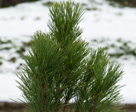 2239_6812_Pinus_nigra_Green_Tower__5.JPG