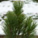 2239_6812_Pinus_nigra_Green_Tower__5.JPG
