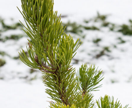 2241_6802_Pinus_nigra_Oregon_Green.JPG