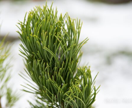 2241_6811_Pinus_nigra_Oregon_Green__2.JPG
