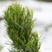 2241_6811_Pinus_nigra_Oregon_Green__2.JPG