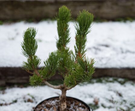 2241_6821_Pinus_nigra_Oregon_Green_.JPG