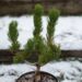 2241_6821_Pinus_nigra_Oregon_Green_.JPG