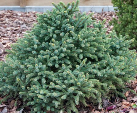 185_8063_Picea_glauca_Echiniformis.JPG