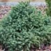 185_8063_Picea_glauca_Echiniformis.JPG