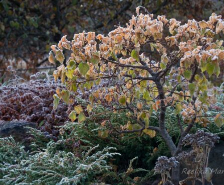 Tilia `Monto` pärn