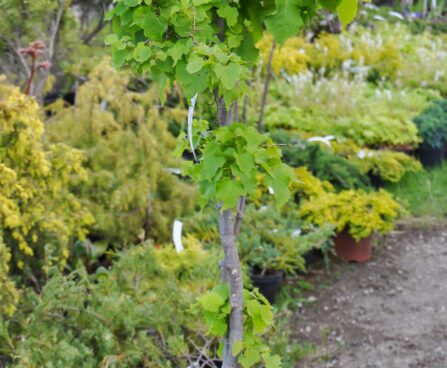 2252_7646_Tilia_cordata_Monto.JPG