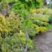 2252_7646_Tilia_cordata_Monto.JPG