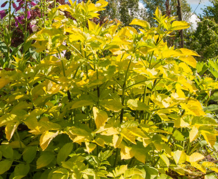 2259_7783_Sambucus_nigra_Aurea_must leeder_3.JPG