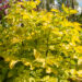 2259_7783_Sambucus_nigra_Aurea_must leeder_3.JPG