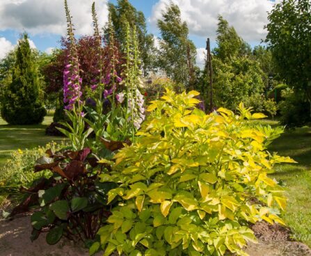 2259_7784_Sambucus_nigra_Aurea must leeder_.JPG