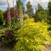 2259_7784_Sambucus_nigra_Aurea must leeder_.JPG
