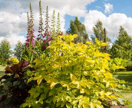 2259_7785_Sambucus_nigra_Aurea_must leeder_2.JPG