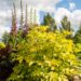 2259_7785_Sambucus_nigra_Aurea_must leeder_2.JPG