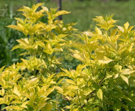 2259_8800_Sambucus_nigra_Aurea_must leeder.JPG