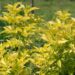 2259_8800_Sambucus_nigra_Aurea_must leeder.JPG