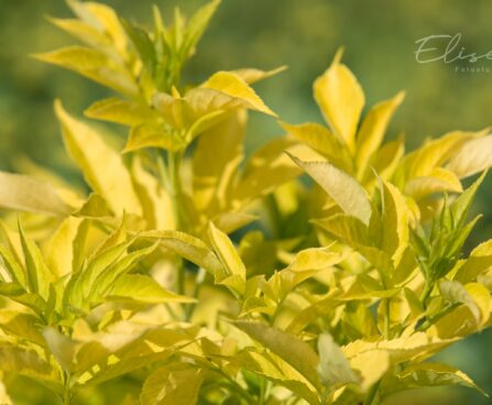 2259_8801_Sambucus_nigra_Aurea_must leeder_2.JPG