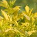2259_8801_Sambucus_nigra_Aurea_must leeder_2.JPG