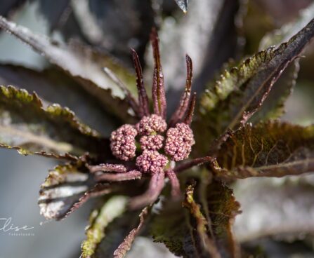 2261_10093_Sambucus_nigra_Black_Tower__must_leeder.jpg