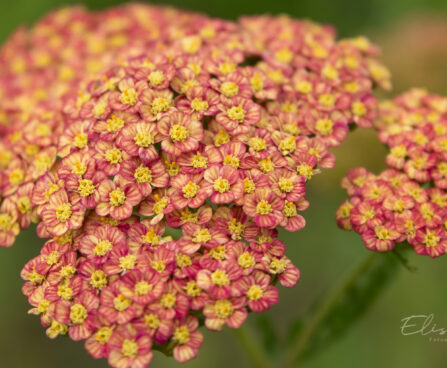 2306_8889_Achillea_millefolium_Sparkling_Contrast__2.JPG