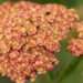 2306_8889_Achillea_millefolium_Sparkling_Contrast__2.JPG