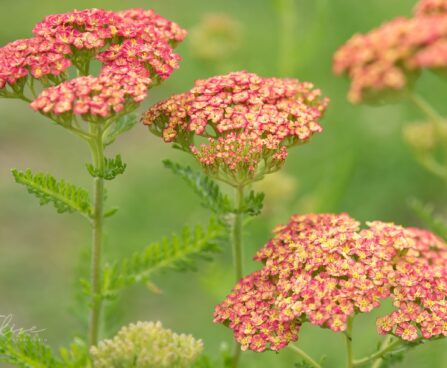 2306_8890_Achillea_millefolium_Sparkling_Contrast__4.JPG