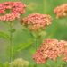 2306_8890_Achillea_millefolium_Sparkling_Contrast__4.JPG