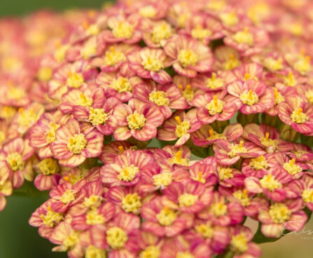 2306_8891_Achillea_millefolium_Sparkling_Contrast_.JPG