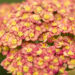 2306_8891_Achillea_millefolium_Sparkling_Contrast_.JPG