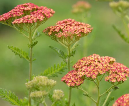 2306_8892_Achillea_millefolium_Sparkling_Contrast__3.JPG