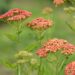 2306_8892_Achillea_millefolium_Sparkling_Contrast__3.JPG