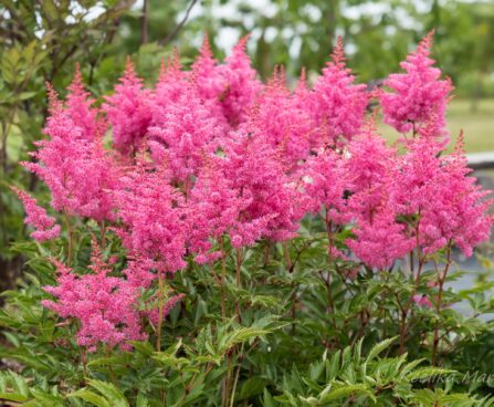 2308_6794_Astilbe_hybride_Rhythm_and_Blues_.JPG