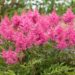 2308_6794_Astilbe_hybride_Rhythm_and_Blues_.JPG