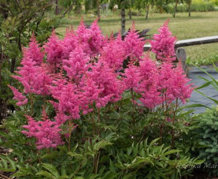 2308_6797_Astilbe_hybride_Rhythm_and_Blues__2.JPG