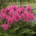 2308_6797_Astilbe_hybride_Rhythm_and_Blues__2.JPG