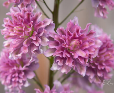 2319_8981_Delphinium__Highlander_Flamenco__8.JPG