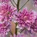 2319_8981_Delphinium__Highlander_Flamenco__8.JPG