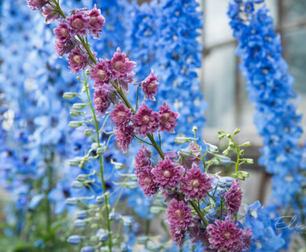 2319_8982_Delphinium__Highlander_Flamenco__3.JPG