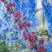 2319_8982_Delphinium__Highlander_Flamenco__3.JPG