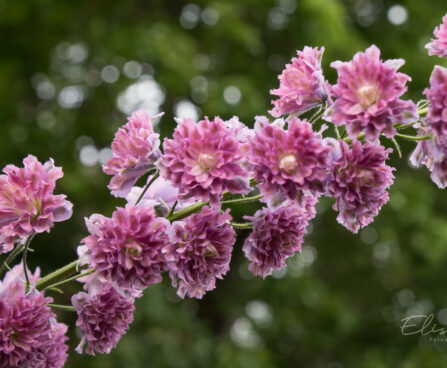 2319_8983_Delphinium__Highlander_Flamenco__4.JPG