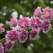 2319_8983_Delphinium__Highlander_Flamenco__4.JPG